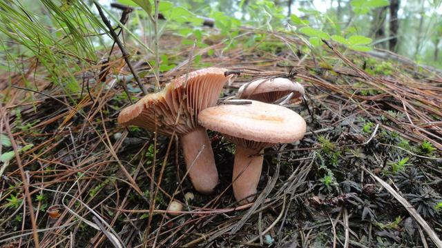 云南野生菌最全攻略，昆明這些地方盛產(chǎn)野生菌你知道幾個 