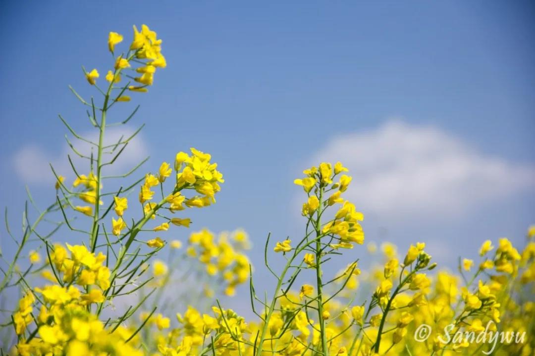 3月昆明，宜“春光乍泄”！