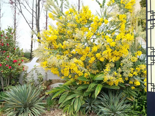 尋花覓影的小小滿足！捕捉大觀樓公園里的“芳蹤”|春城冬韻·繁花