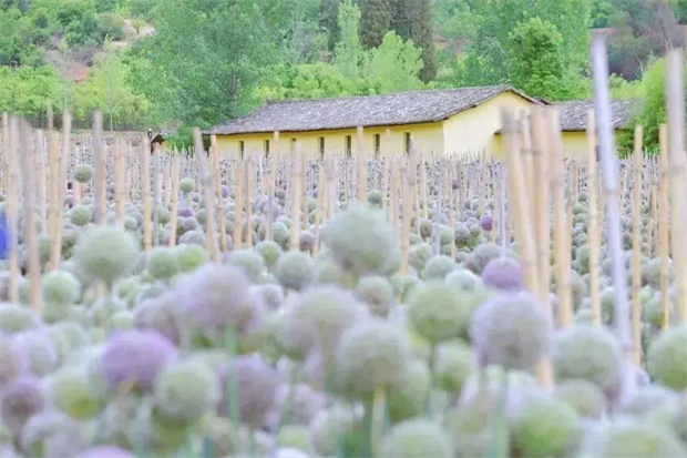 在昆明，這些“花事”花式治愈你的夏天